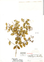 Calyptranthes aguilarii image