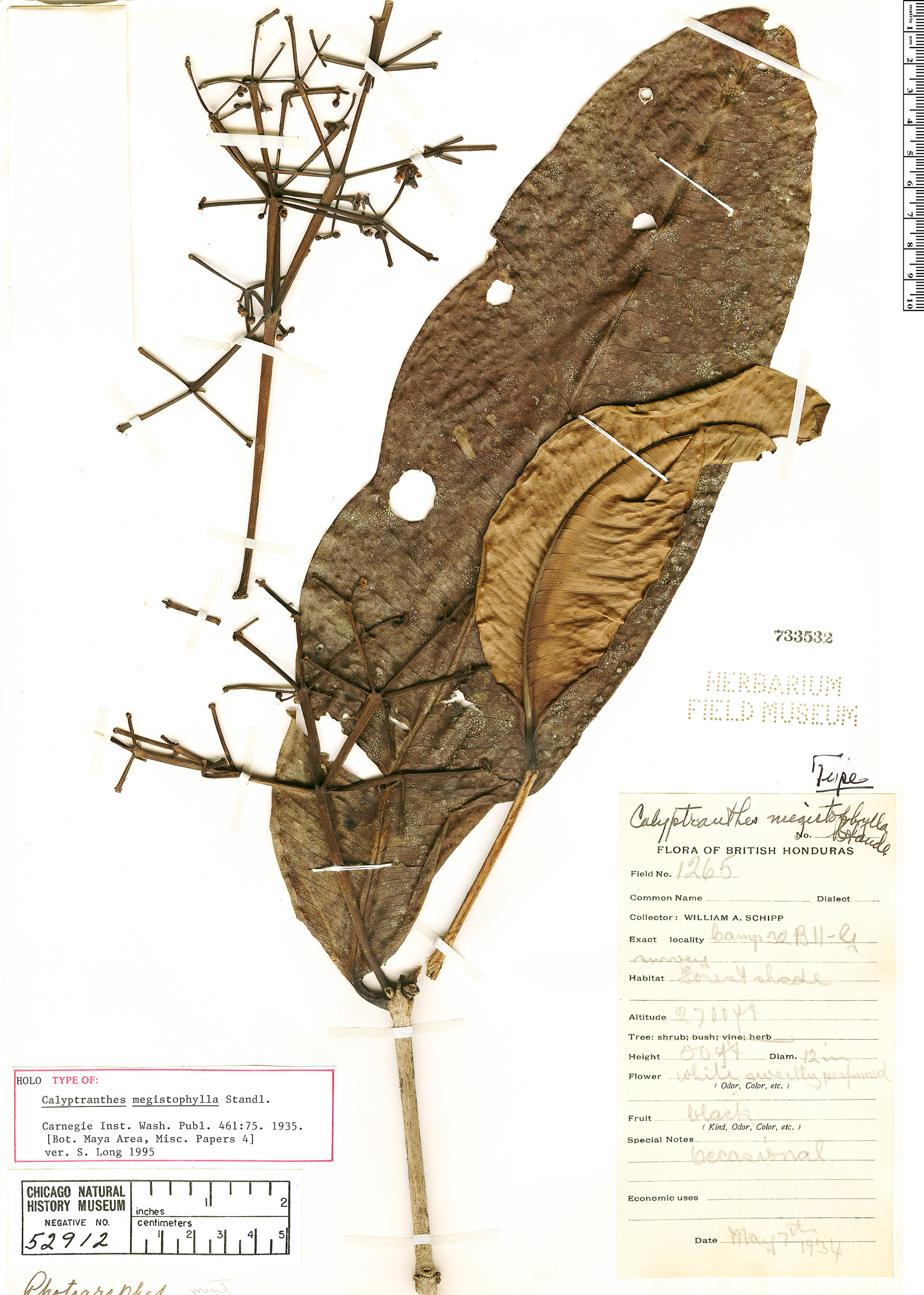 Calyptranthes megistophylla image