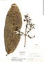 Calyptranthes megistophylla image