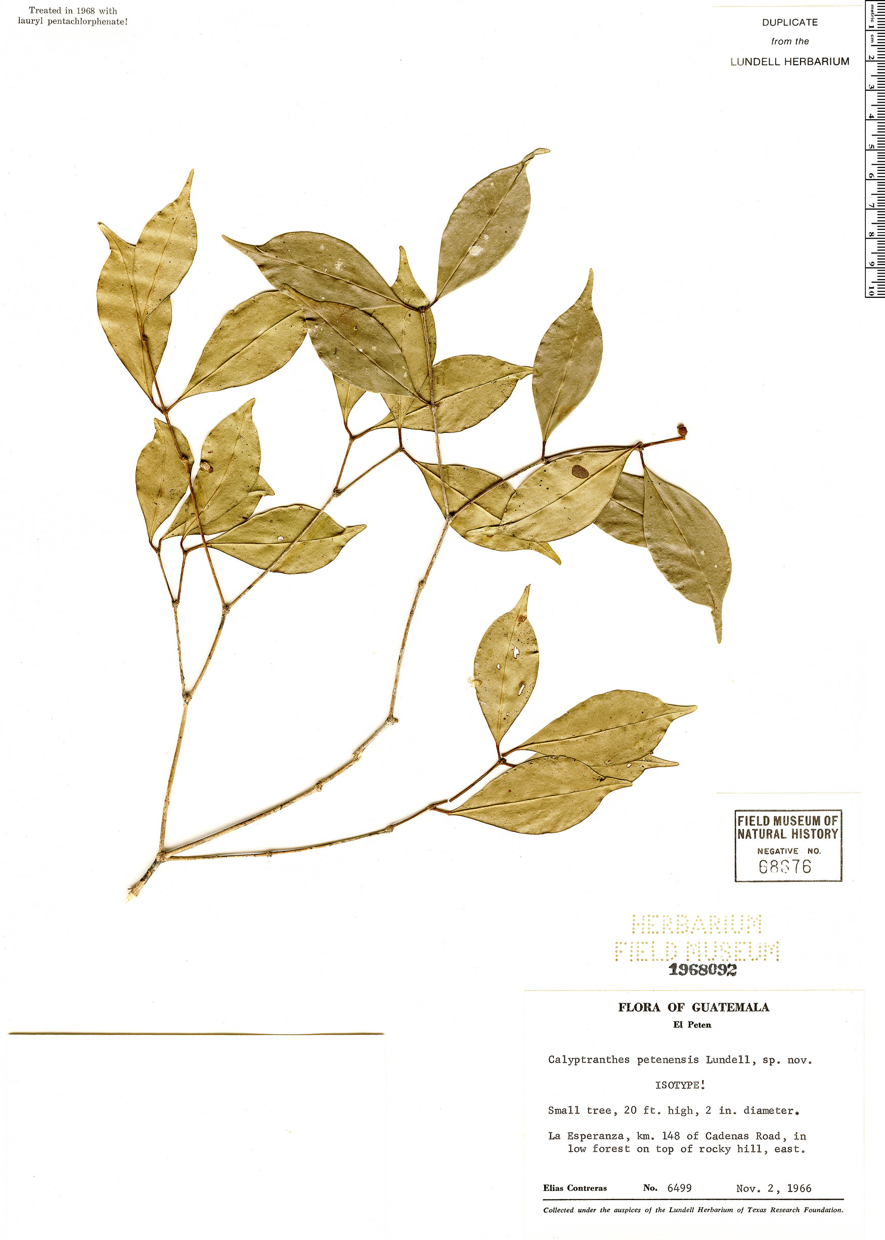 Calyptranthes petenensis image