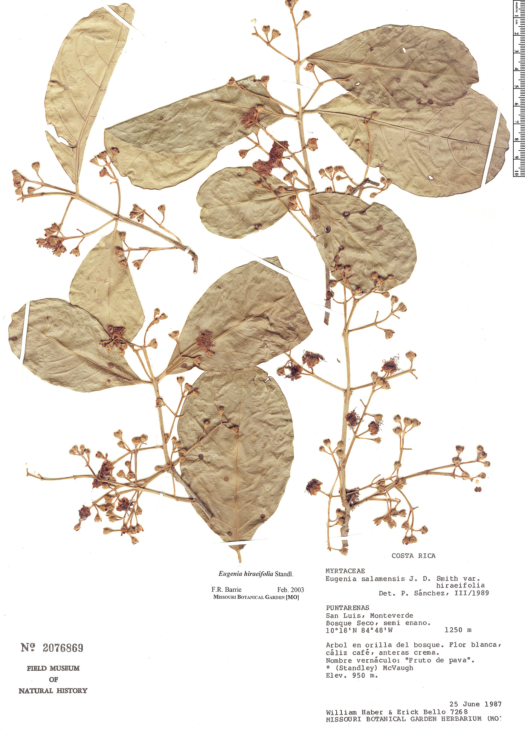 Eugenia hiraeifolia image