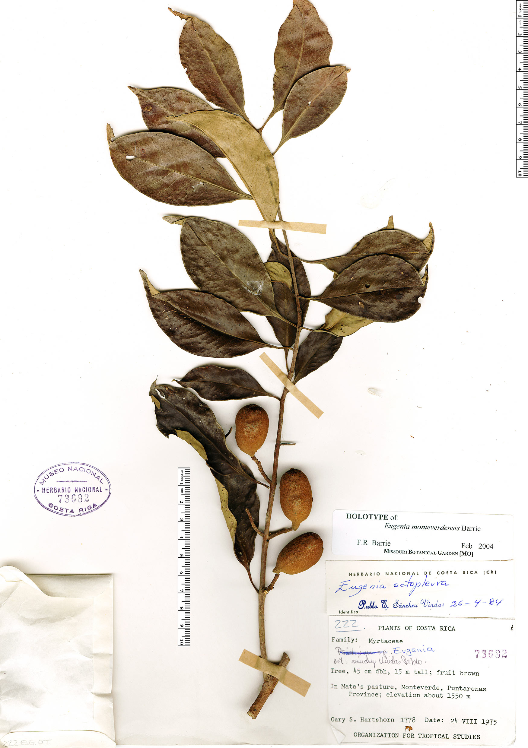 Eugenia monteverdensis Herbário Rapid Reference The Field Museum