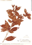 Eugenia pubescens image