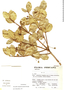 Myrcianthes rhopaloides image