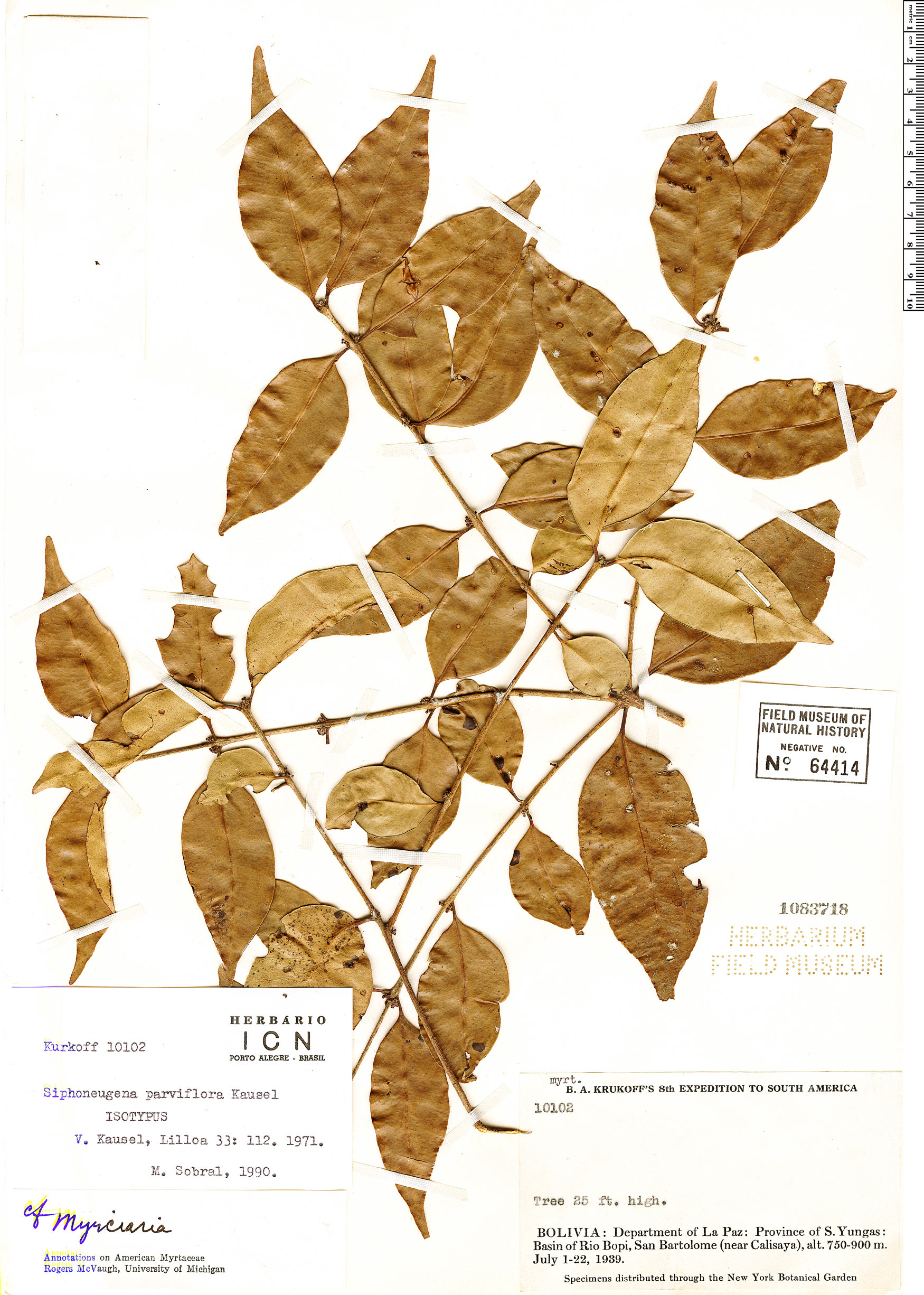 Siphoneugena occidentalis image