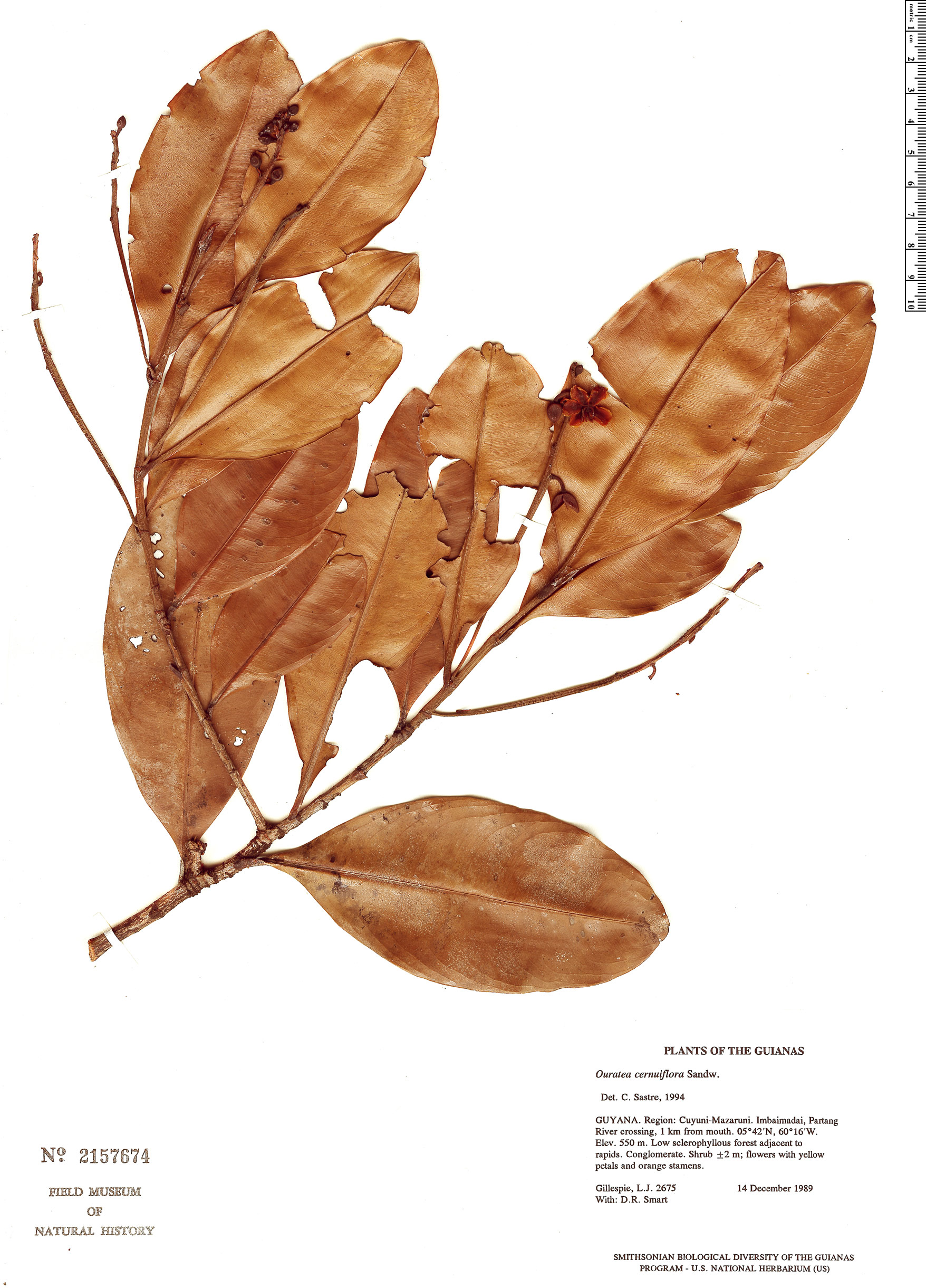 Ouratea cernuiflora image