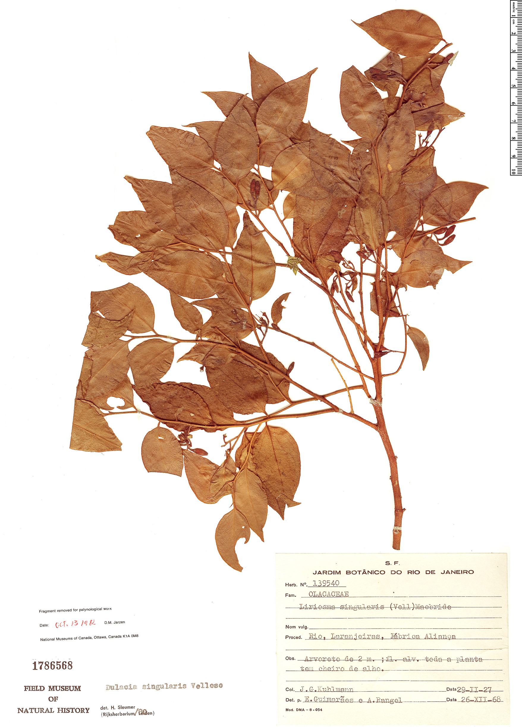 Dulacia singularis image