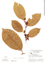 Heisteria laxiflora image