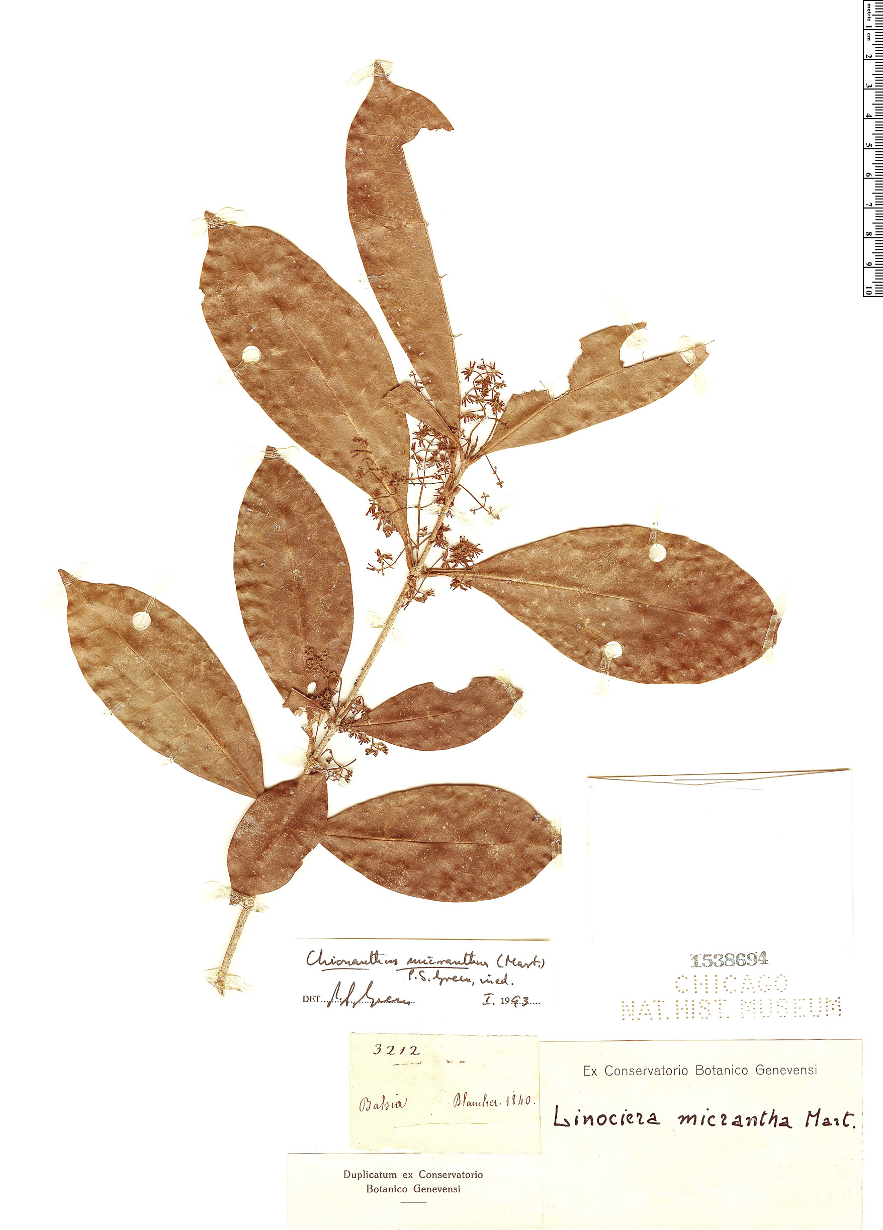 Chionanthus micranthus image