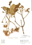 Chionanthus pubescens image