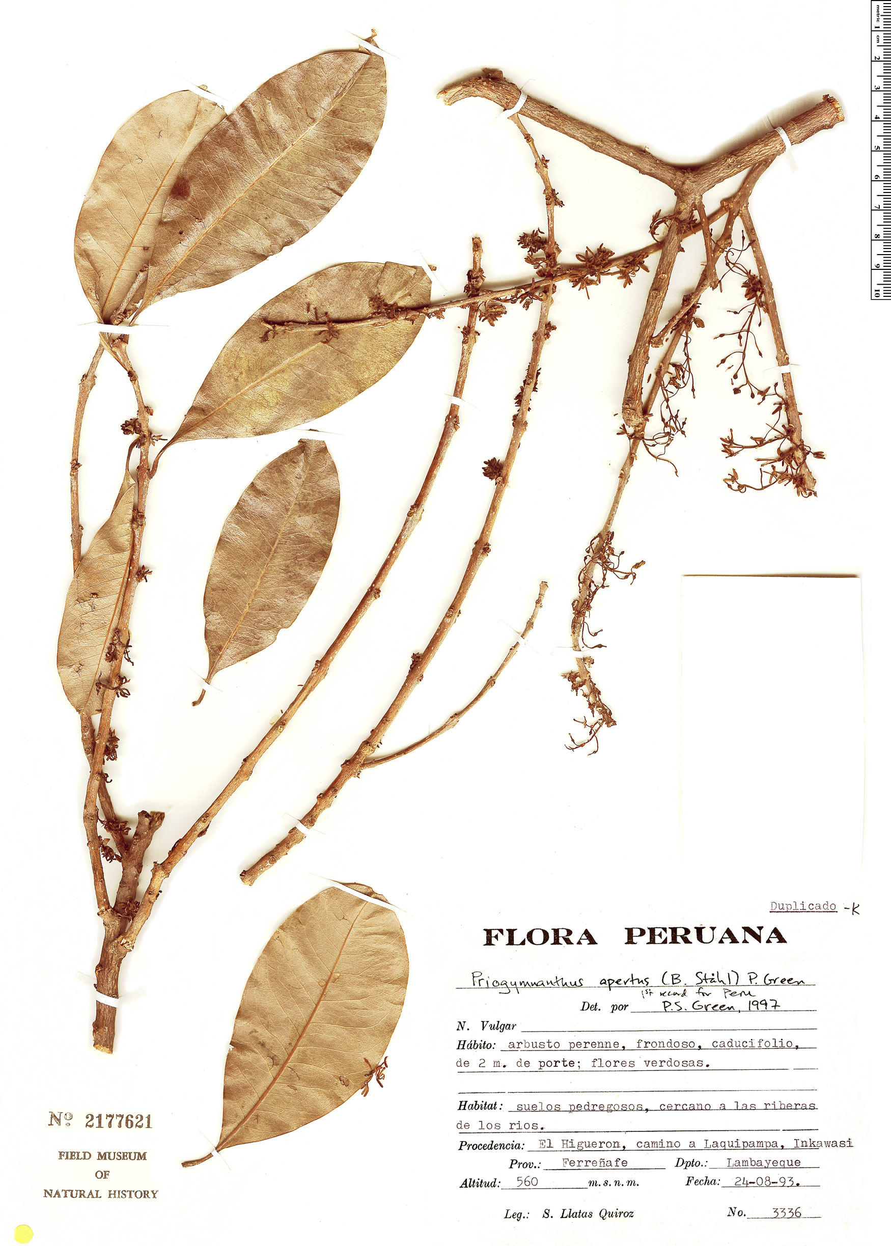 Priogymnanthus apertus image