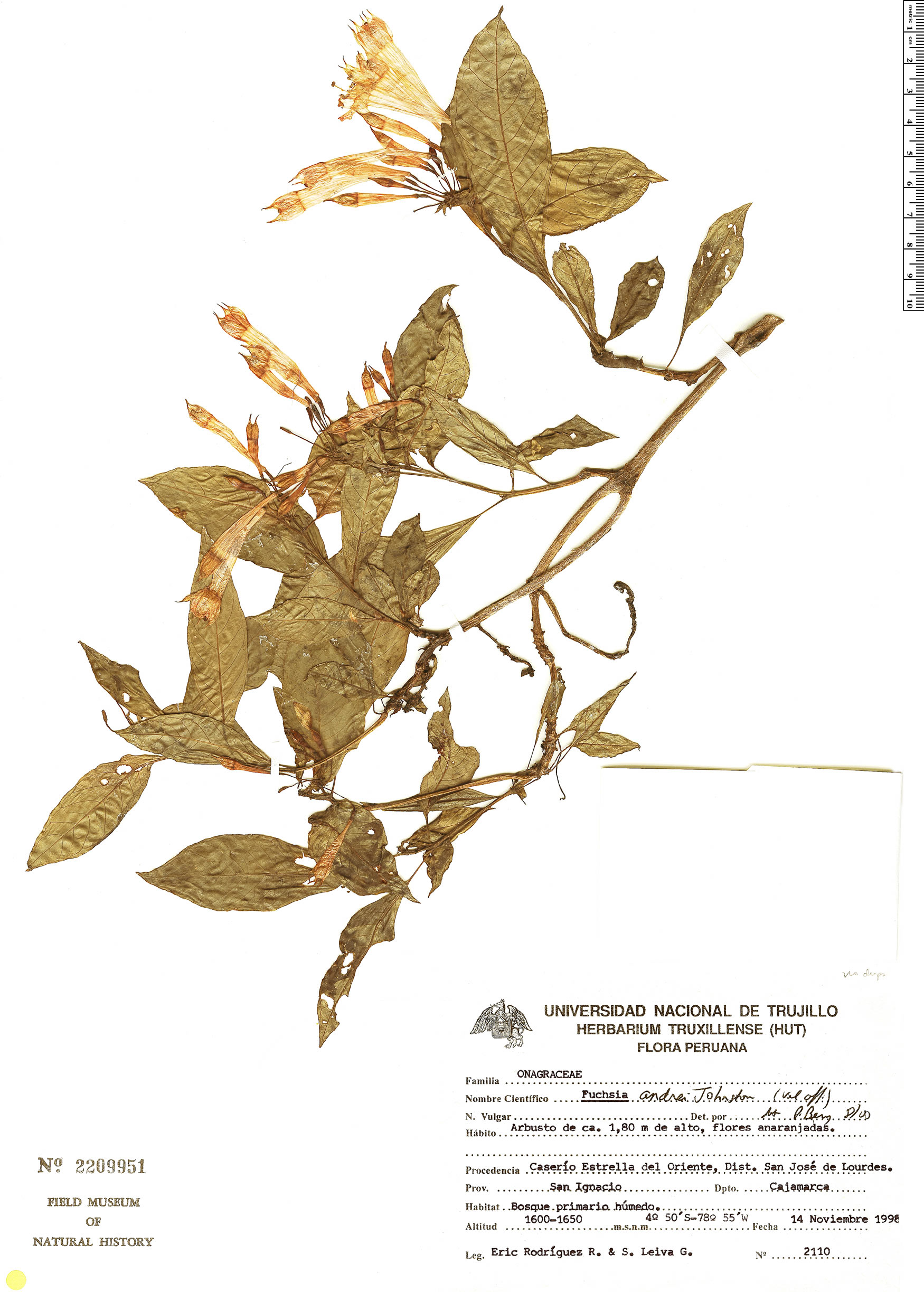Fuchsia andrei image