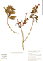 Fuchsia ayavacensis image