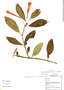 Fuchsia ayavacensis image