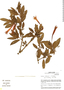 Fuchsia mathewsii image