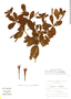 Fuchsia rivularis image