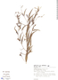 Ludwigia densiflora image