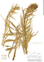 Oenothera versicolor image