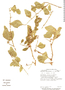 Agonandra macrocarpa image