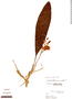 Aganisia fimbriata image