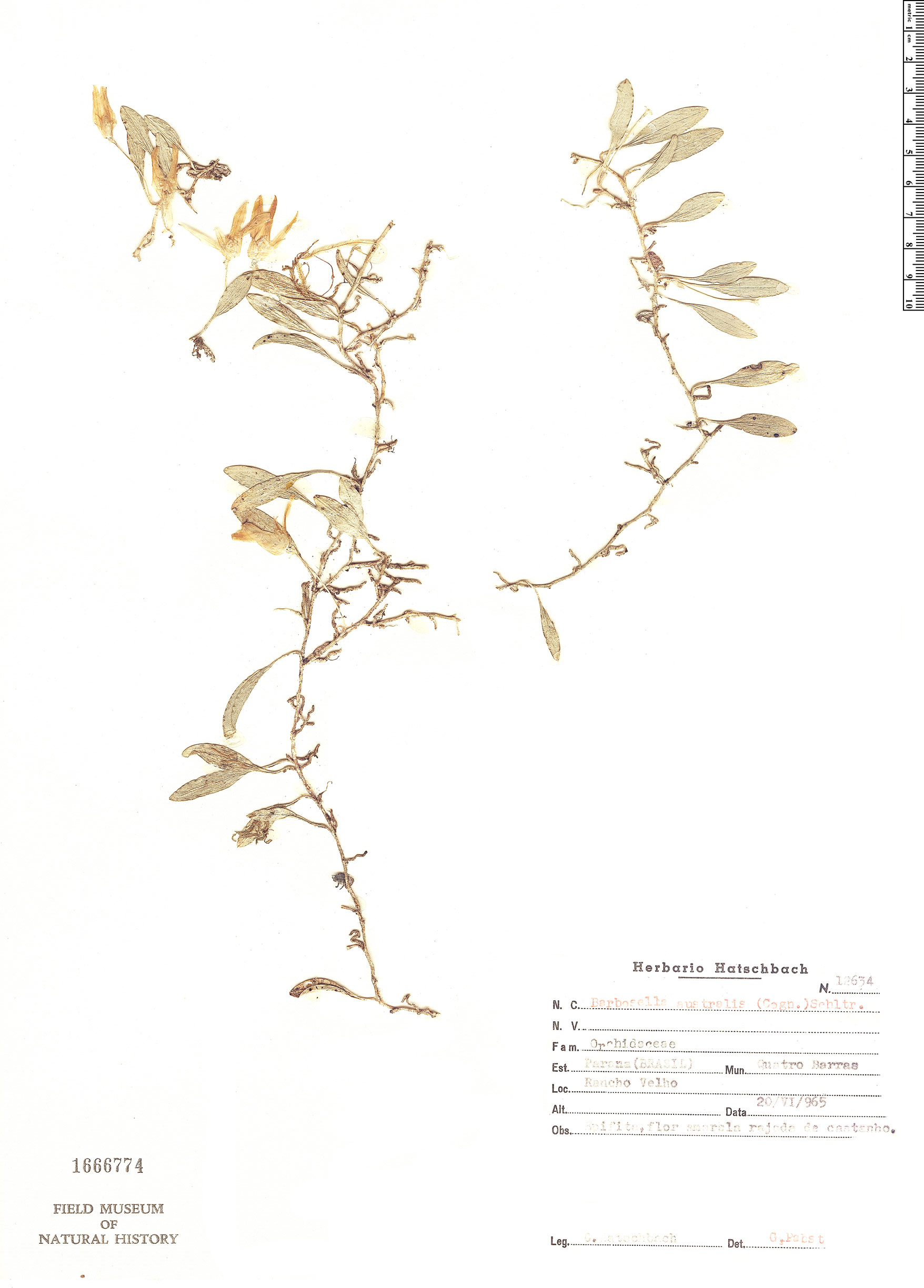 Barbosella australis image