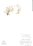 Barbosella dolichorhiza image