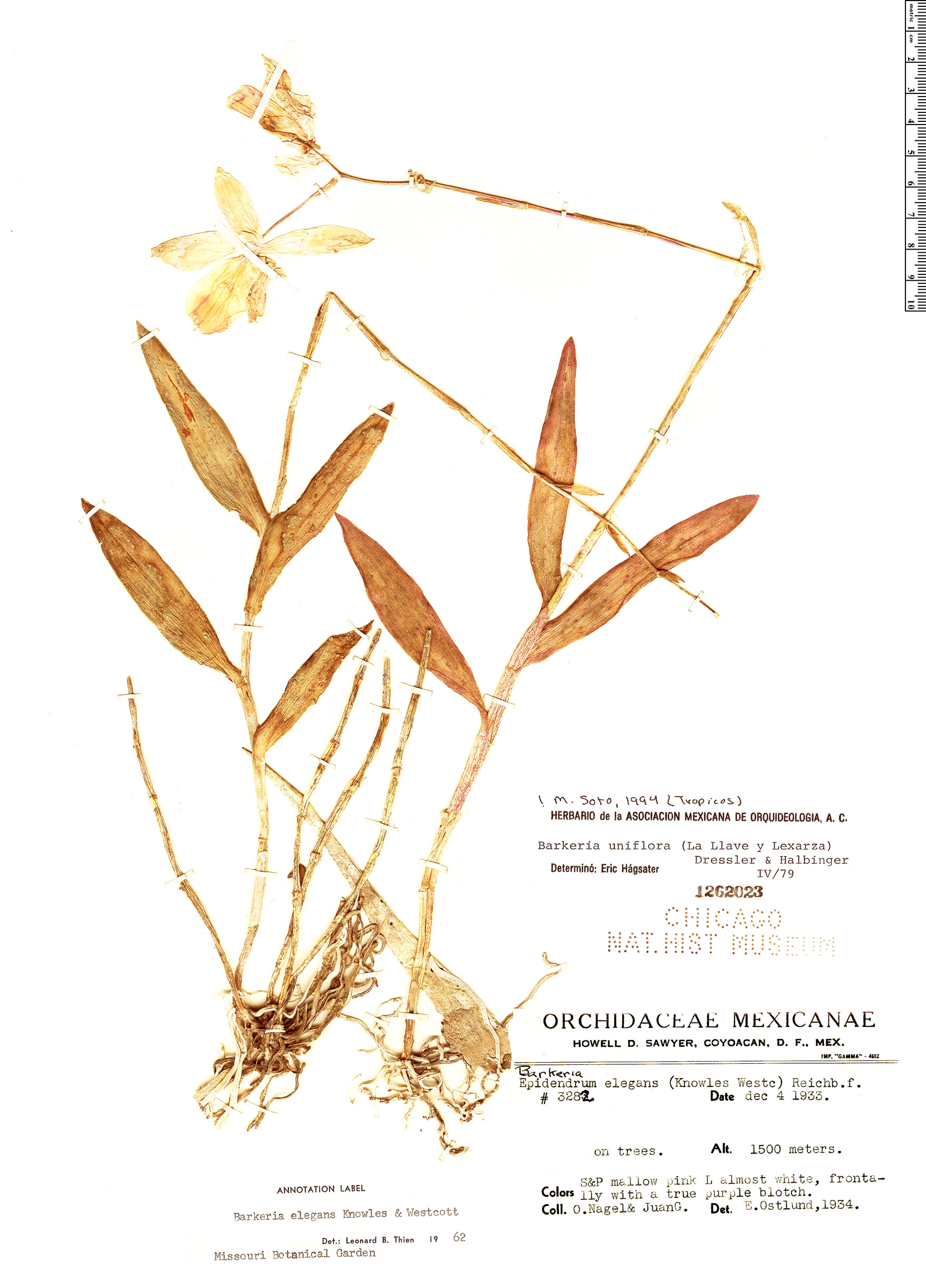 Barkeria uniflora image