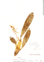 Brassia koehlerorum image