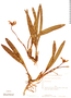 Maxillaria marginata image