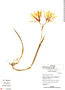 Brassavola venosa image