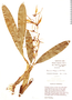 Brassia wageneri image