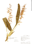 Brassia warszewiczii image