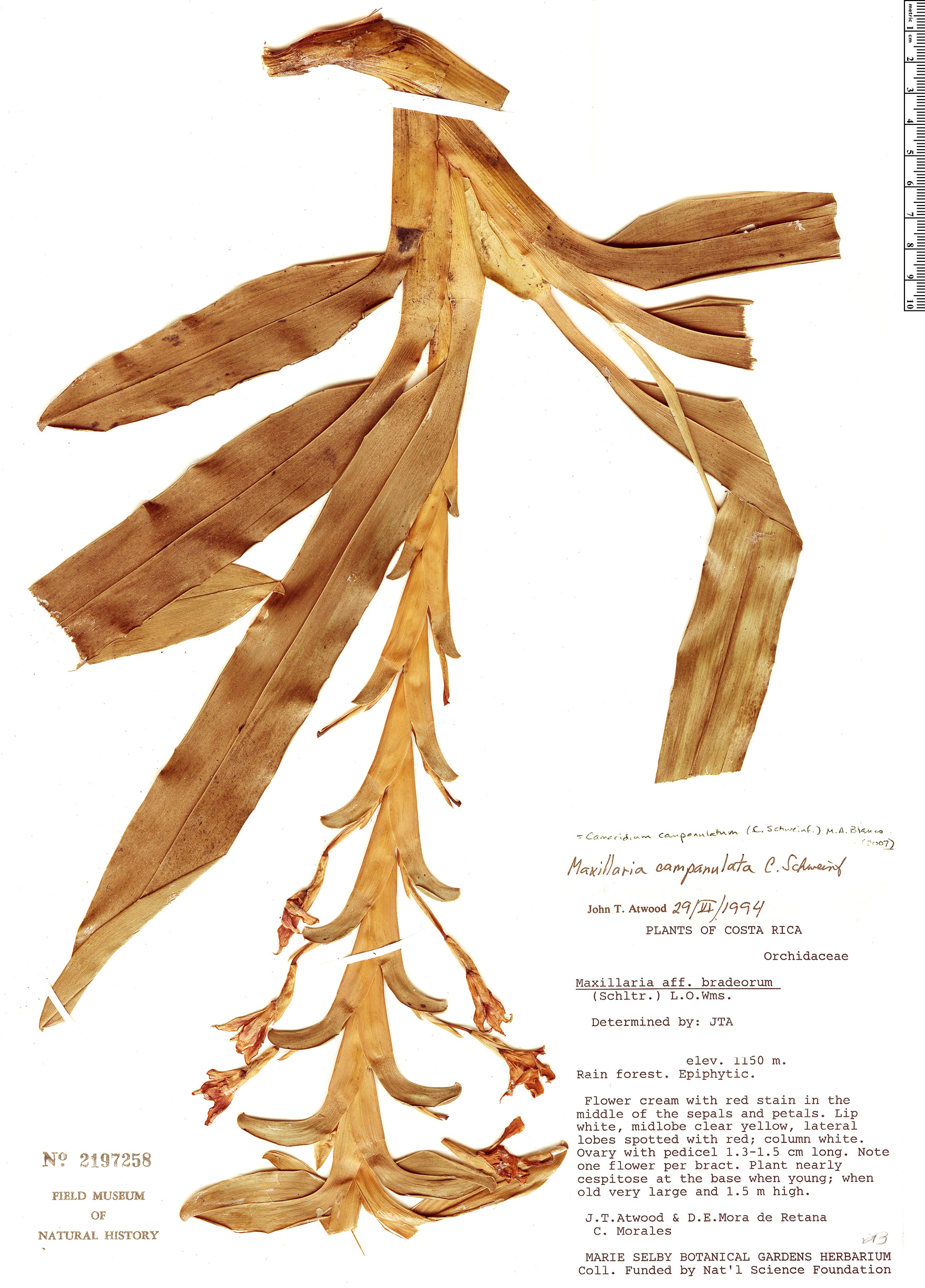Maxillaria campanulata image