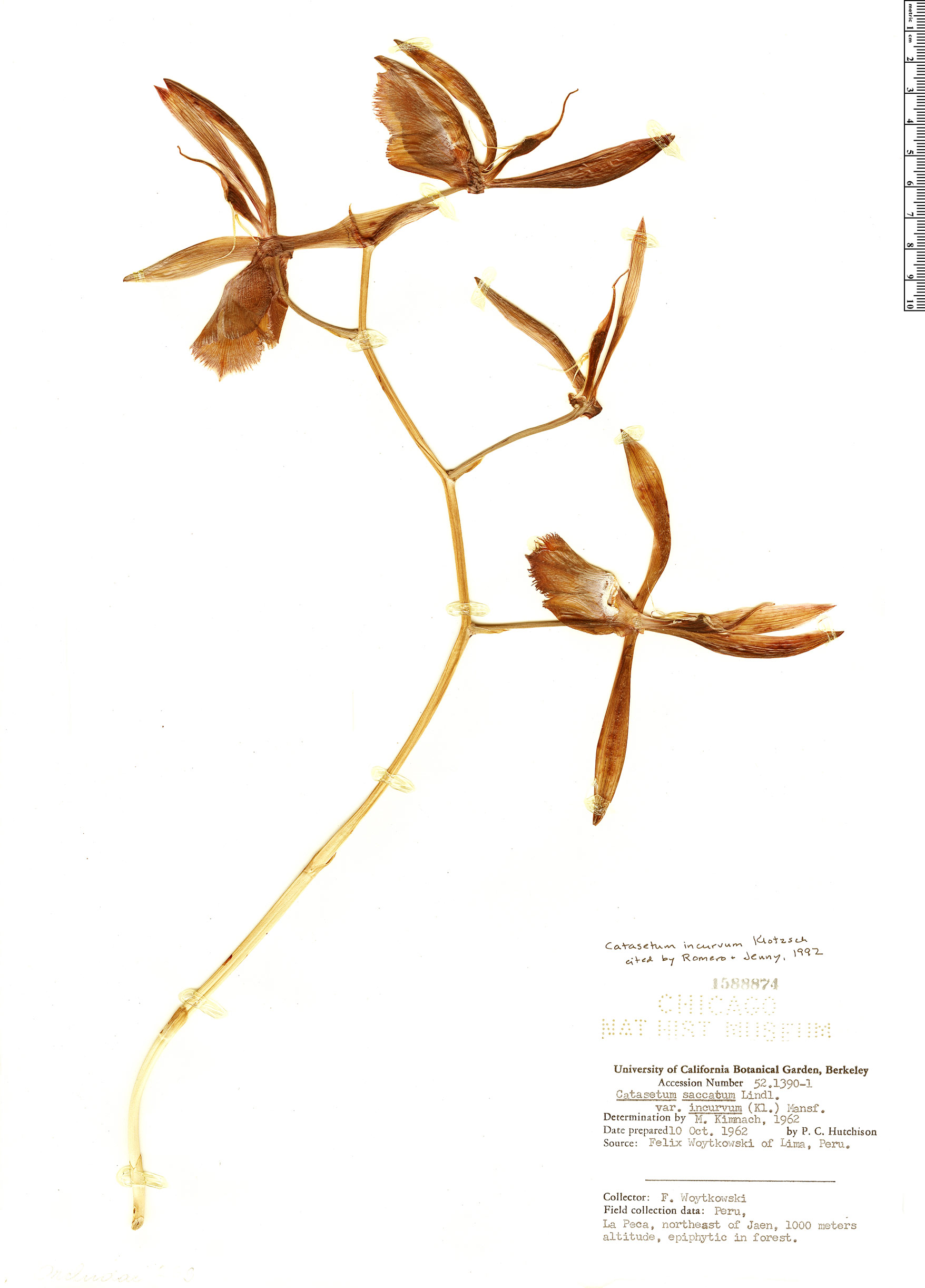 Catasetum incurvum image
