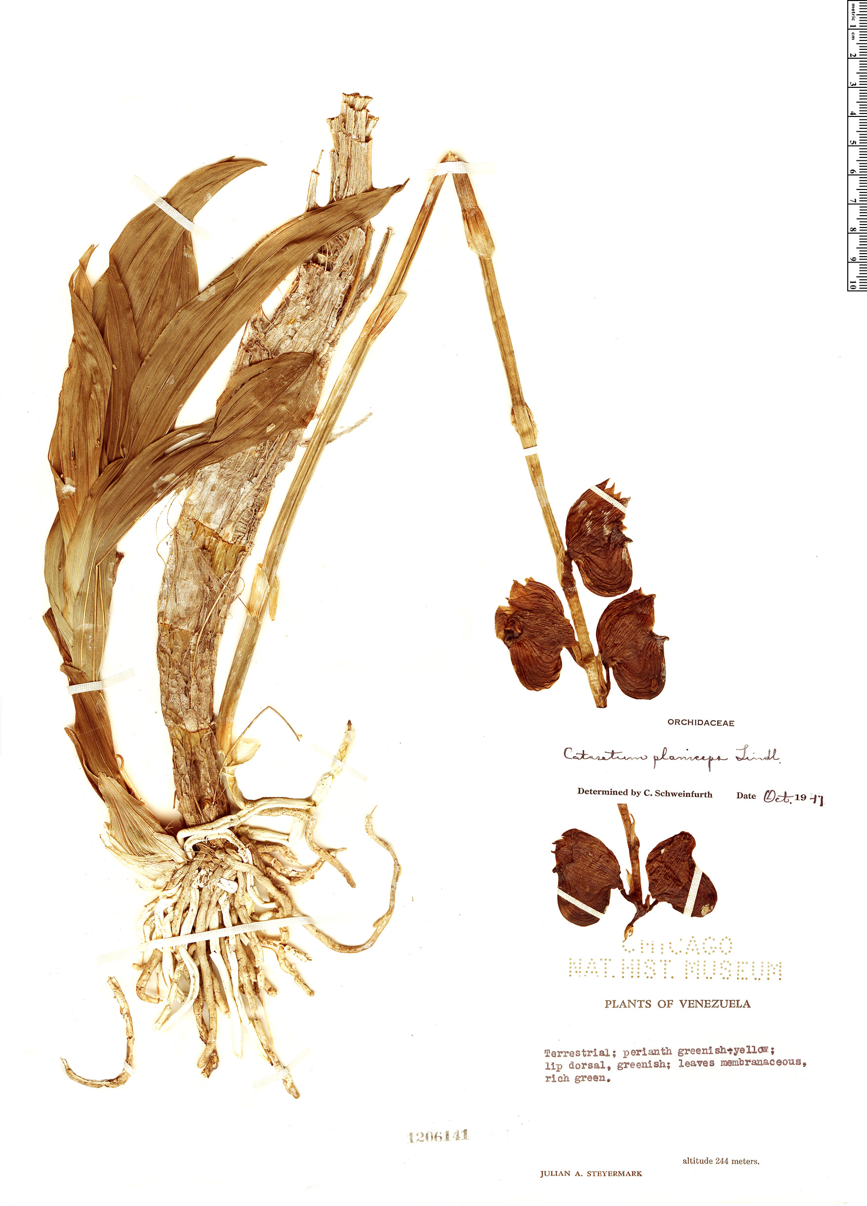 Catasetum planiceps image