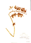 Catasetum socco image