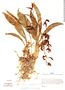 Catasetum stenoglossum image