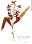 Cattleya bicolor image