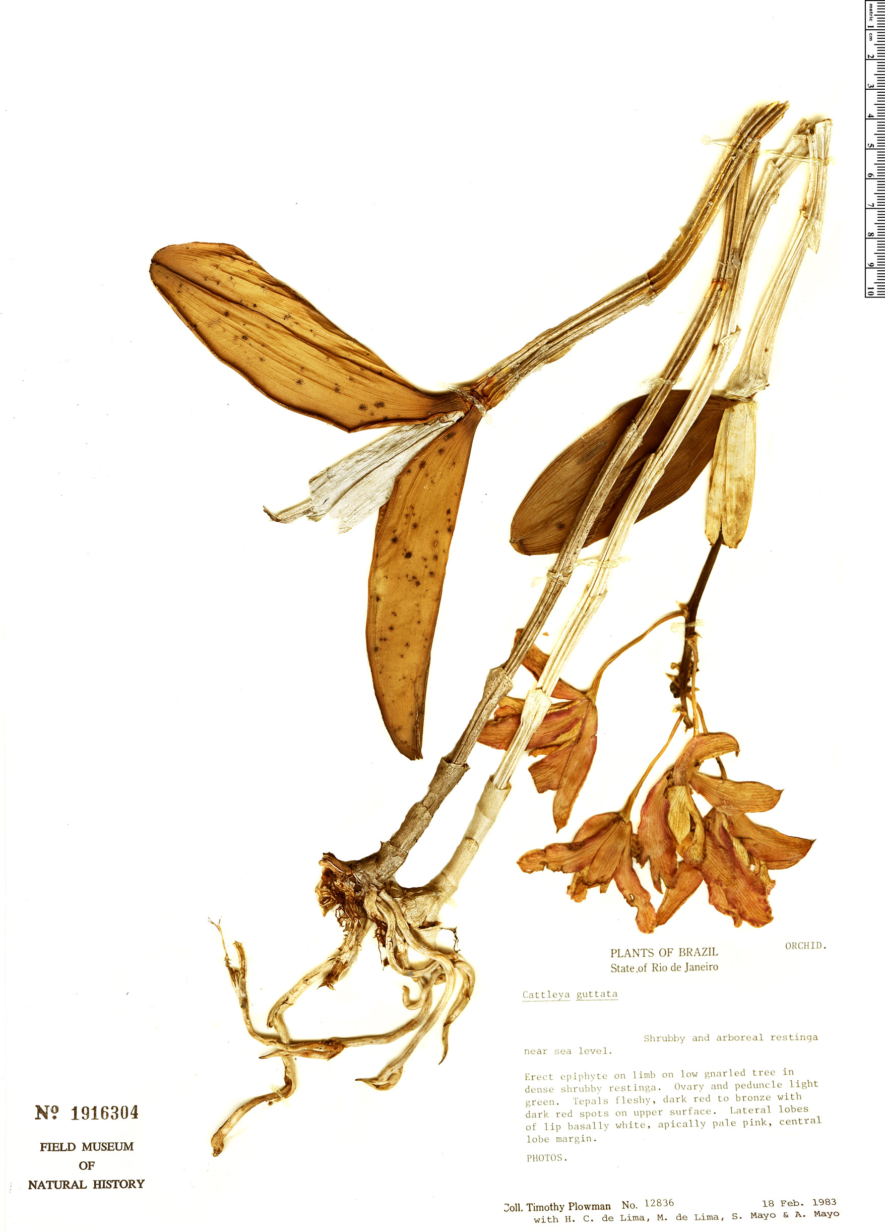 Cattleya guttata image