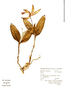 Cattleya intermedia image