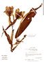 Cattleya maxima image