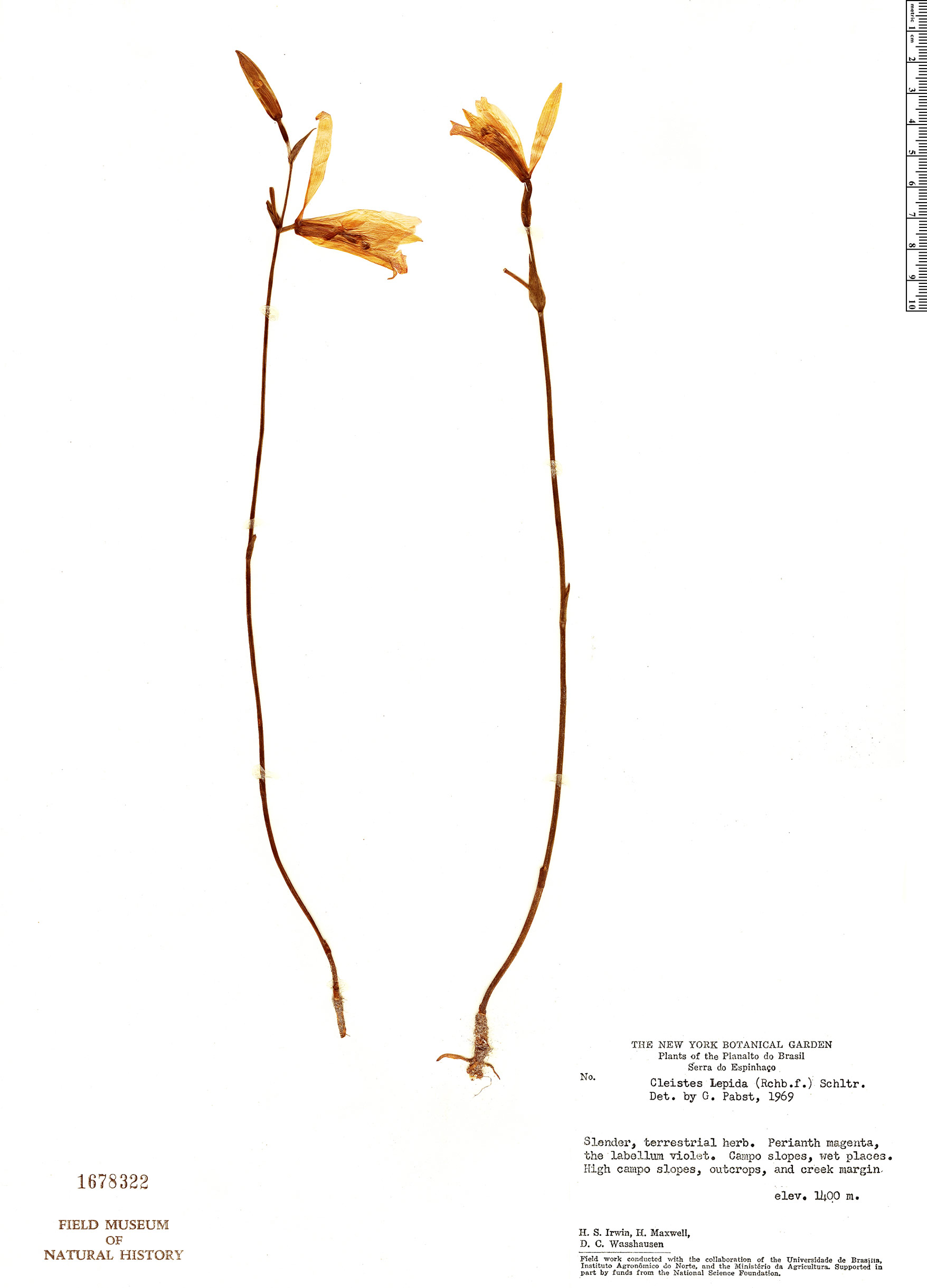 Cleistes lepida image