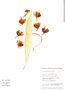Clowesia russelliana image