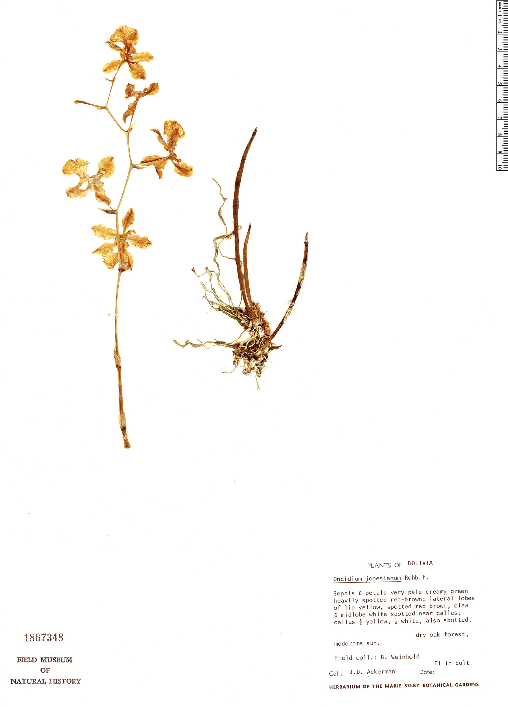 Trichocentrum jonesianum image