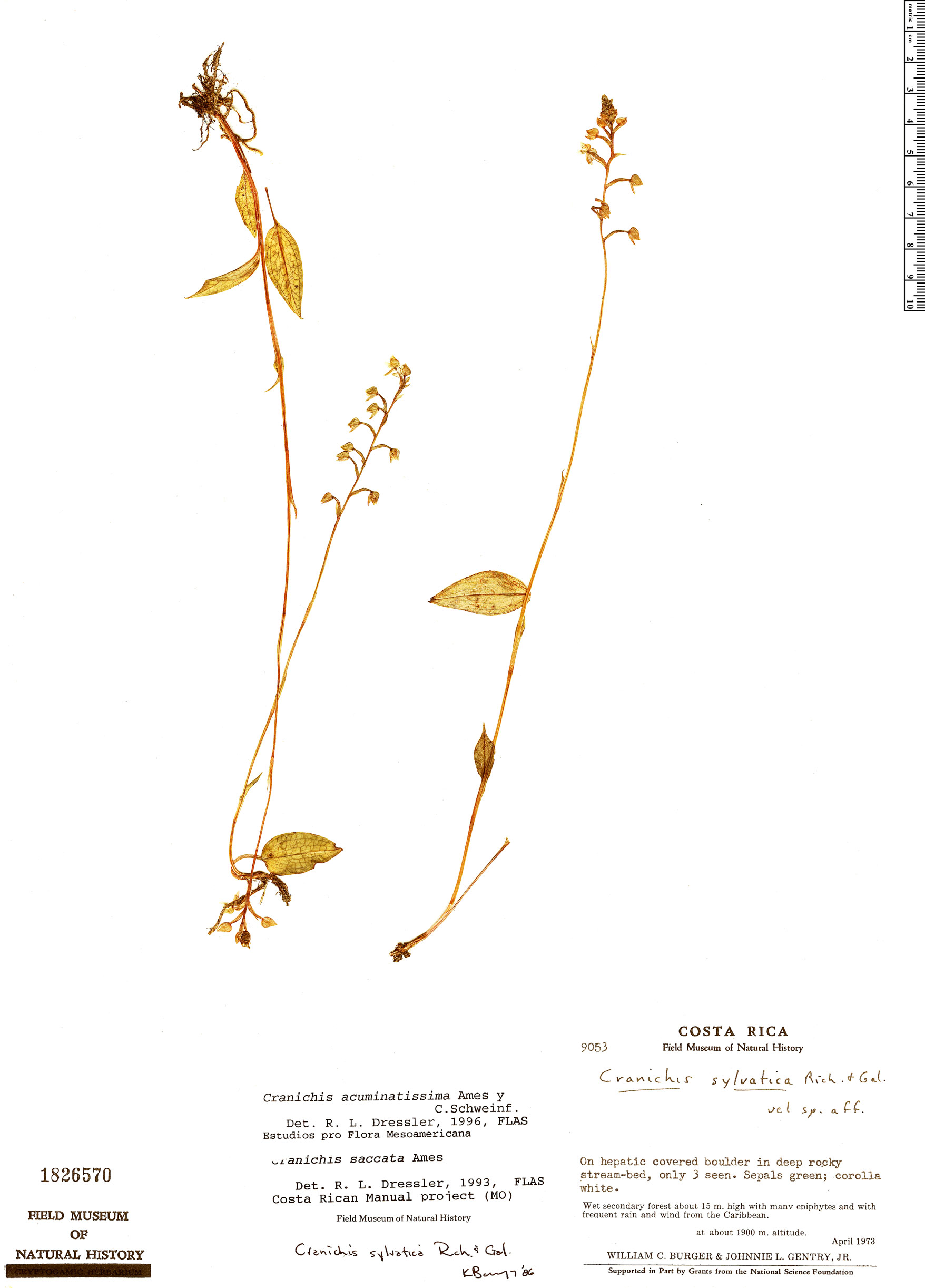 Cranichis acuminatissima image