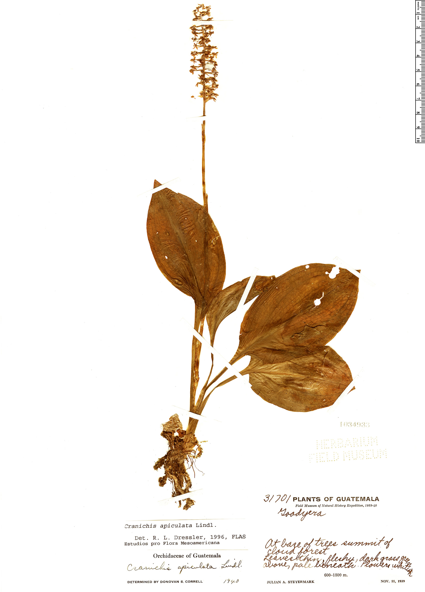 Cranichis apiculata image