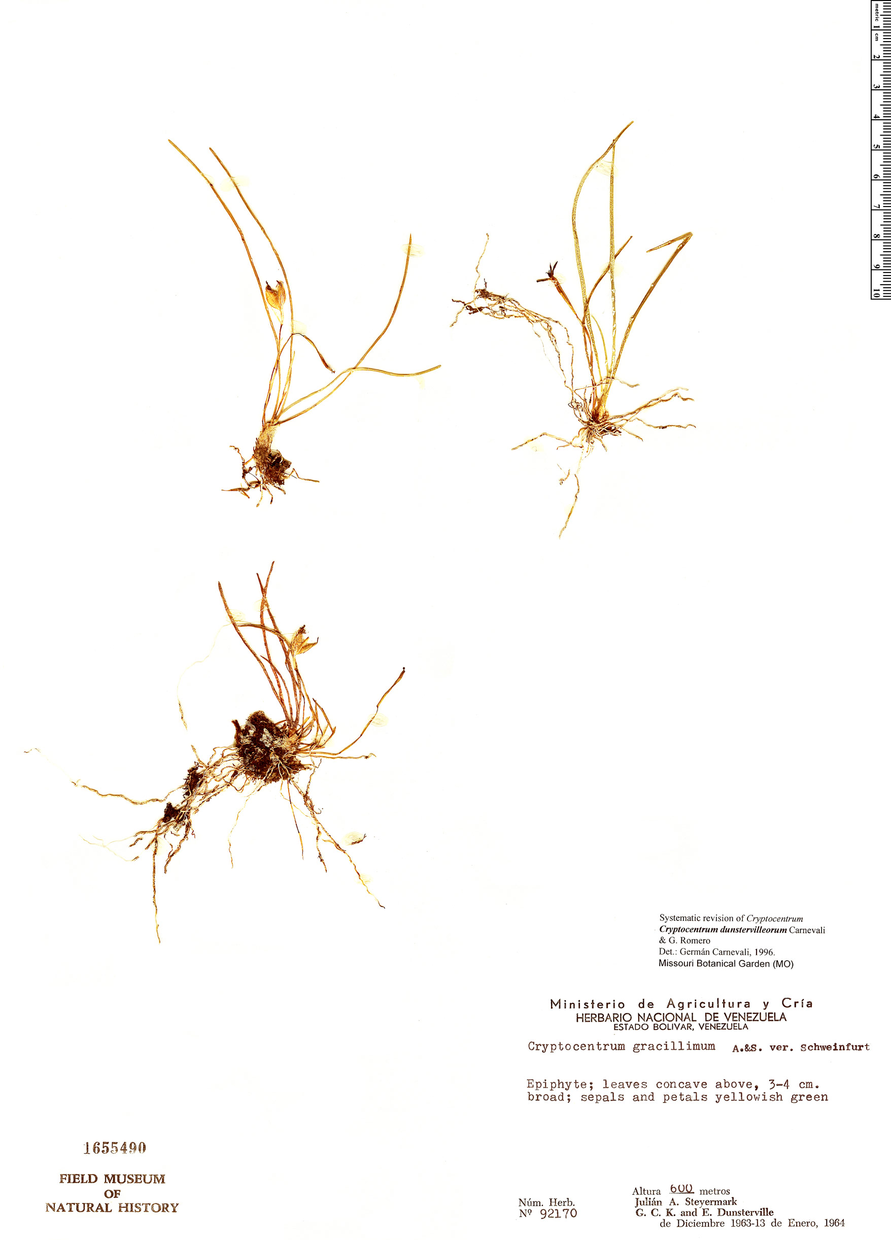 Maxillaria dunstervilleorum image