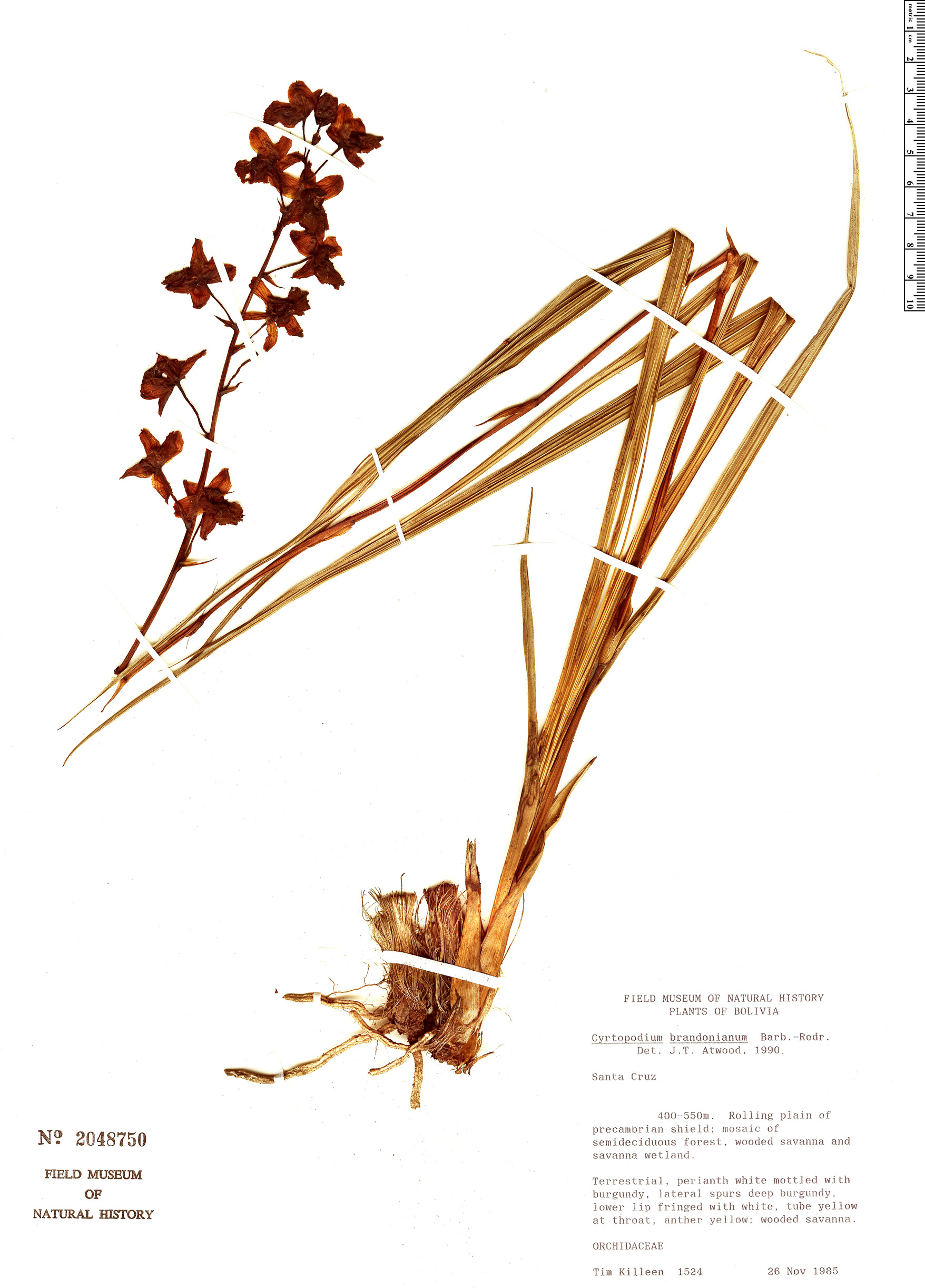 Cyrtopodium brandonianum image