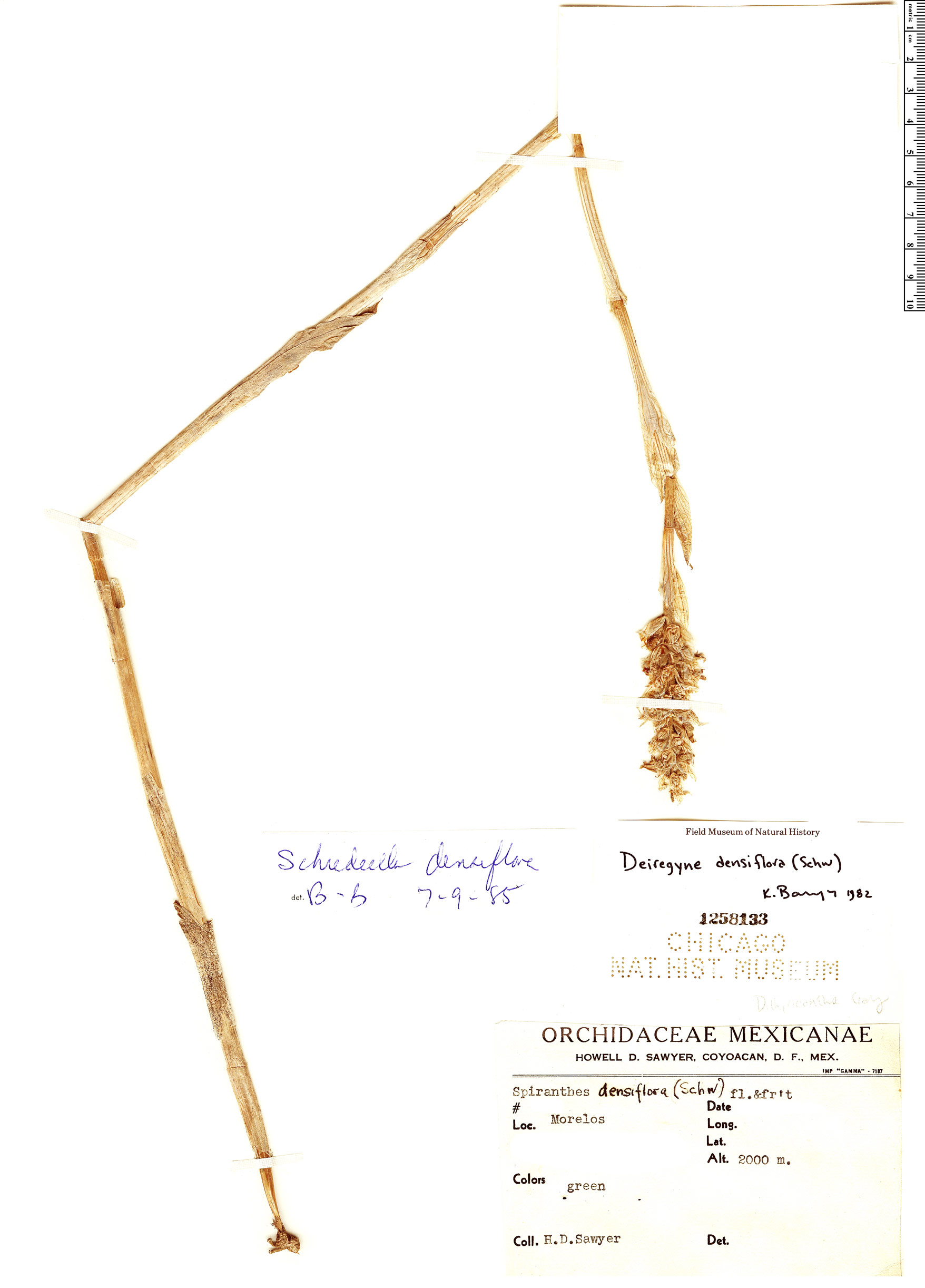Deiregyne densiflora image