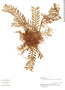 Dichaea graminoides image